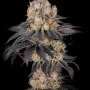 Семена конопли Insane OG от Barney's Farm